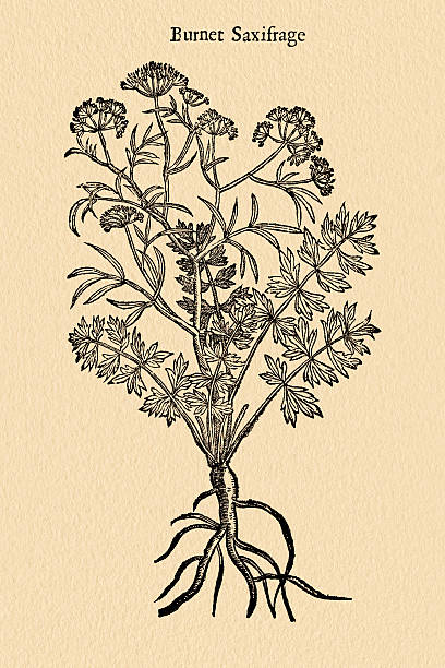Burnet  Saxifraga plant, 17 century botanical illustration Pimpinella saxifraga, known as burnet-saxifrage - used as diuretic. 17 century botanical illustration. A photograph of an original antique engraving from The herball, or, Generall historie of plantes by John Gerard published in 1633-1636. pimpinella saxifraga stock illustrations