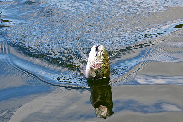 istock Rainbow Trout Head Hooked Fly Caught Reflection Oncorhynchus mykiss 489081931