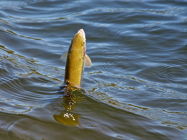 istock Caught Rainbow Trout Back Hooked Fly Oncorhynchus mykiss 489081943