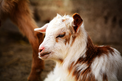 Cute brown and white kinder goat on a farm