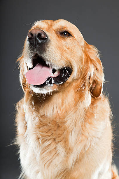 istock Golden retriever against grey background. Studio shot. 489082643