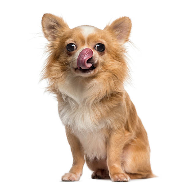 istock Chihuahua licking its lips (2 years old) 489082773