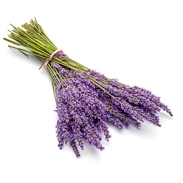 istock Fresh bunch of Lavender 489082956