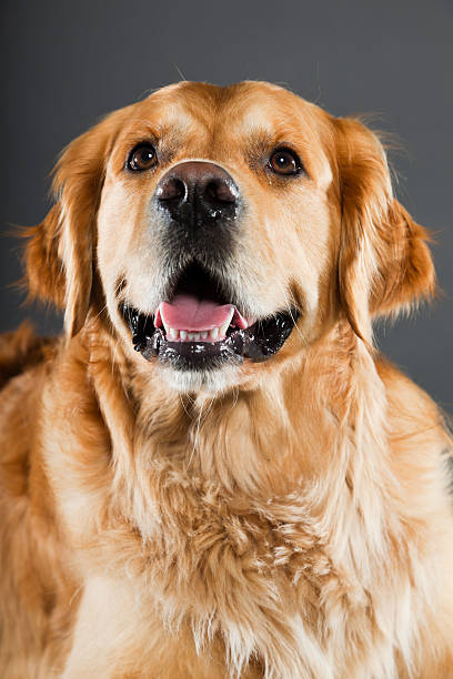 istock Golden retriever against grey background. Studio shot. 489083037