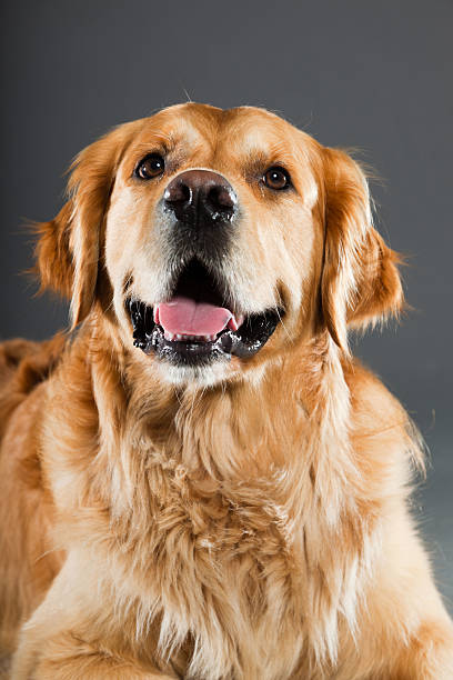 istock Golden retriever against grey background. Studio shot. 489083045