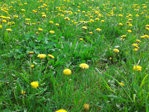Closeup of a residential lawn covered in dandilions.