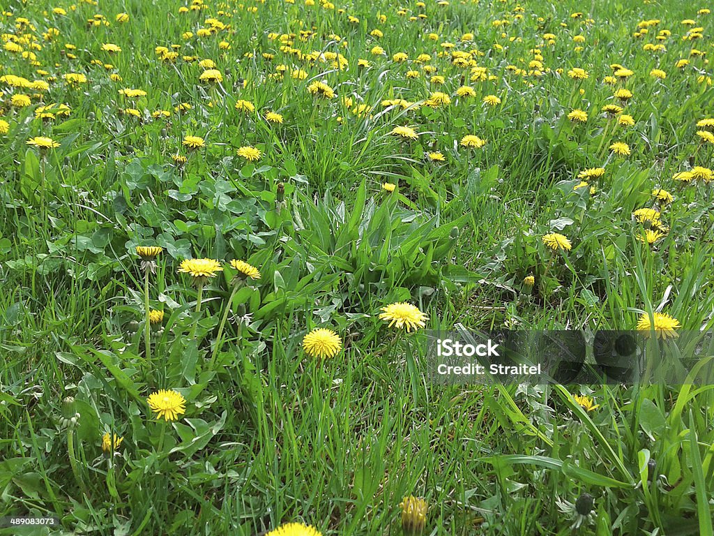 Dandelion. Photographed with mobile phone. Dandelion Stock Photo