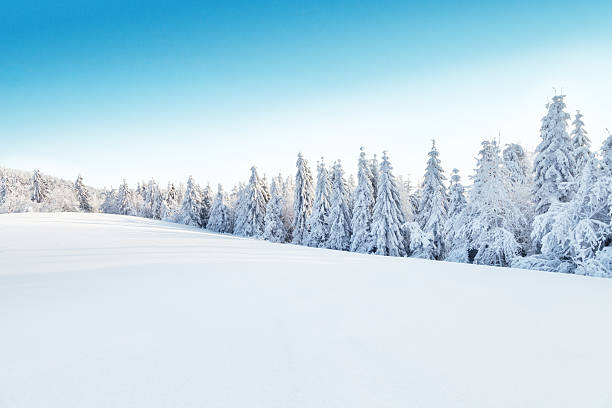 winter snowy landscape - tree winter snow landscape стоковые фото и изображения