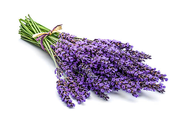 pęk z lawendowym korkiem - lavender lavender coloured isolated flower zdjęcia i obrazy z banku zdjęć