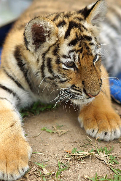 istock Bengal tiger cub close-up 489083427