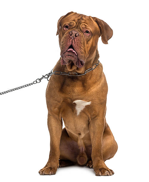 istock Dogue de Bordeaux sitting and wearing a chain dog leash 489083509
