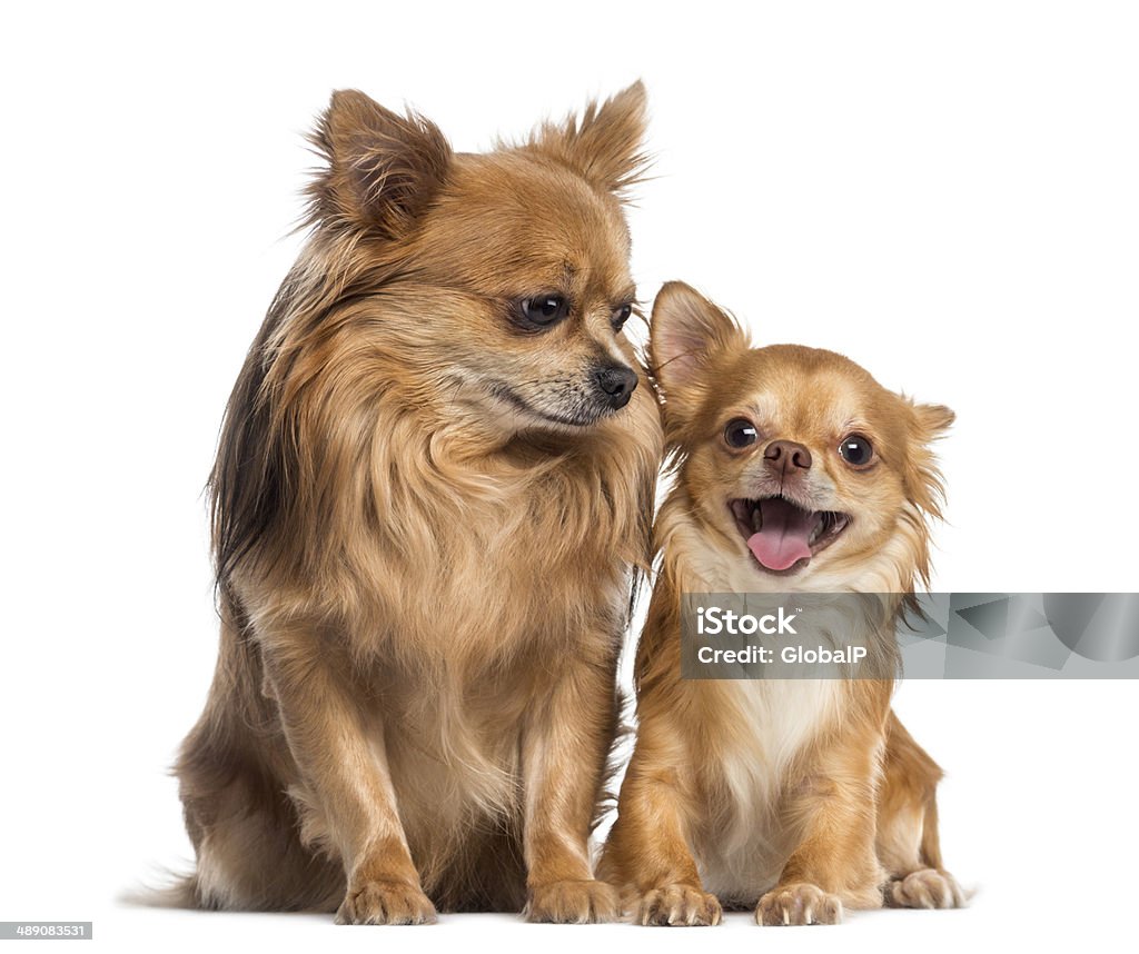 Chihuahua sitting and looking to a happy friend Chihuahua sitting and looking to a happy chihuahua Chihuahua - Dog Stock Photo