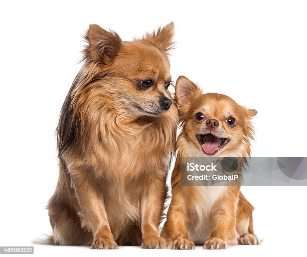Chihuahua Sitting And Looking To A Happy Friend Stock Photo - Download Image Now - Chihuahua - Dog, Smiling, Studio Shot