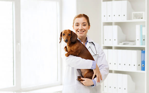 happy doctor with dog at vet clinic medicine, pet, animals, health care and people concept - happy veterinarian or holding dachshund dog at vet clinic Veterinary Medicine stock pictures, royalty-free photos & images
