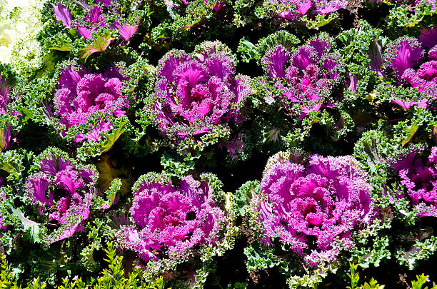 istock colorful flower in the garden 489083740