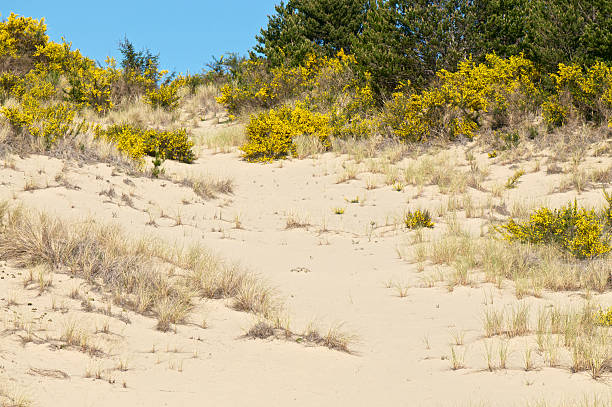 dunas de areia de honeymoon oregon giesta-das-vassouras aquisição parque - honeymoon imagens e fotografias de stock