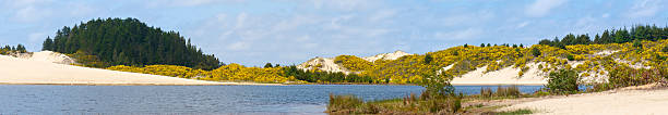 cleawox lago dunas de areia honeymoon park oregon scotch broom panorama - honeymoon - fotografias e filmes do acervo