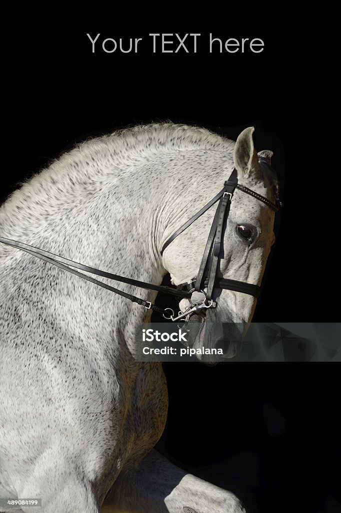 Retrato do esporte cavalo branco - Foto de stock de Adestramento royalty-free