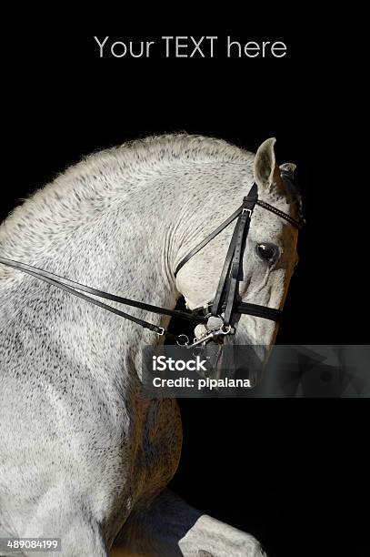 Foto de Retrato Do Esporte Cavalo Branco e mais fotos de stock de Adestramento - Adestramento, Andaluzia, Animal