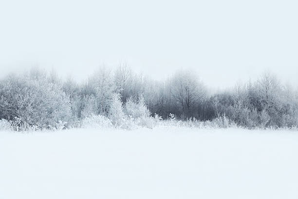 hermoso paisaje del bosque de invierno cubierto de nieve con árboles - ventisca fotografías e imágenes de stock