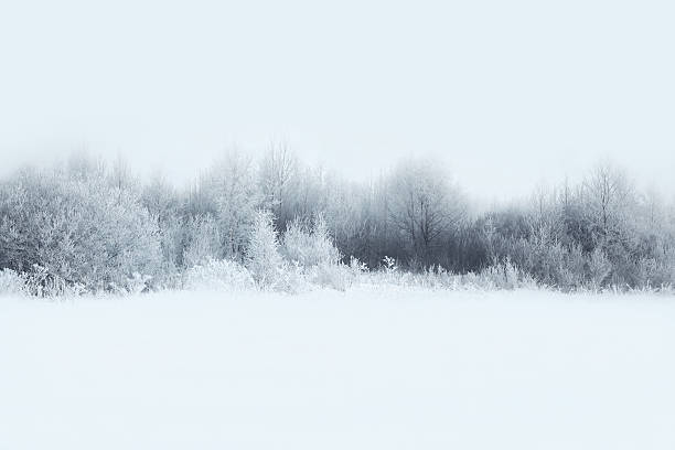 splendida foresta paesaggio invernale con neve coperto di alberi - panoramic scenics nature forest foto e immagini stock