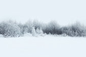 Beautiful winter forest landscape, trees covered with snow