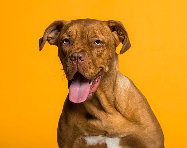 istock Headshot of Dogue de Bordeaux (8 months old) 489084913
