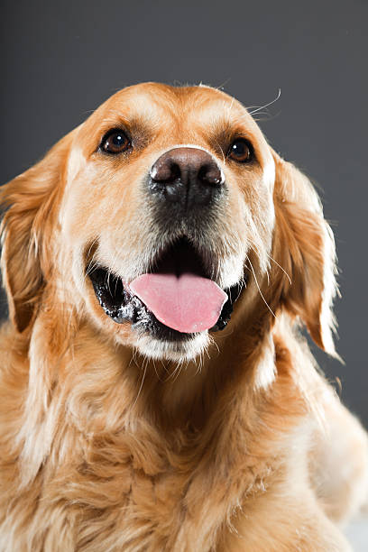 istock Golden retriever against grey background. Studio shot. 489084989