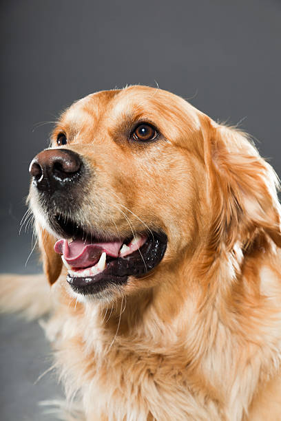 istock Golden retriever against grey background. Studio shot. 489085181