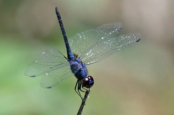 Photo of Dragonfly- T.festiva