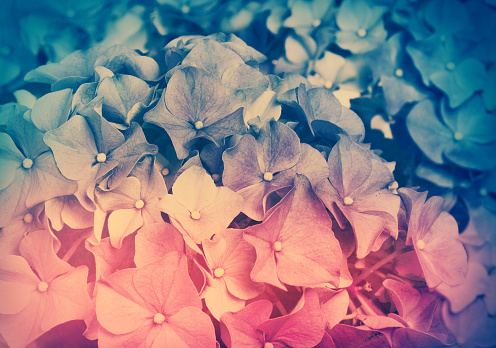 Floral background. Vintage bi-color hydrangea
