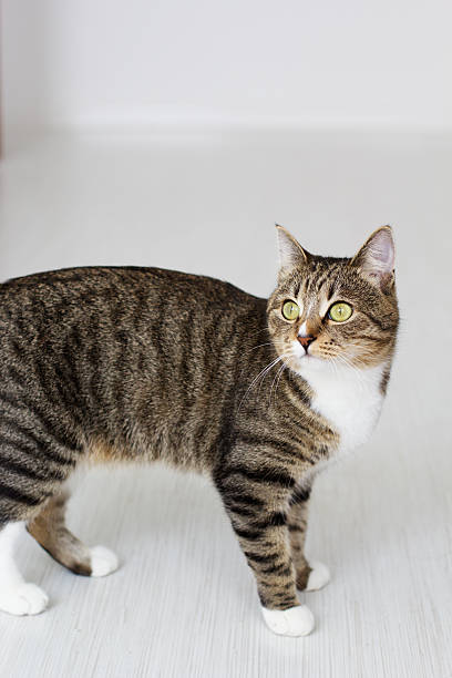 istock Beautiful cat isolated on white background. 489085967