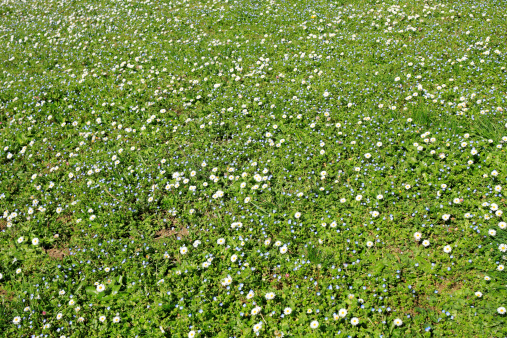 Meadow with lots of white and blue flowers on midday sun.