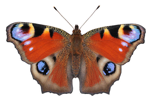 borboleta pavão europeu (inachis io) - small tortoiseshell butterfly - fotografias e filmes do acervo