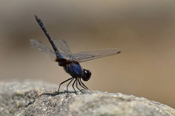Photo of Dragonfly- Festive Trithemis