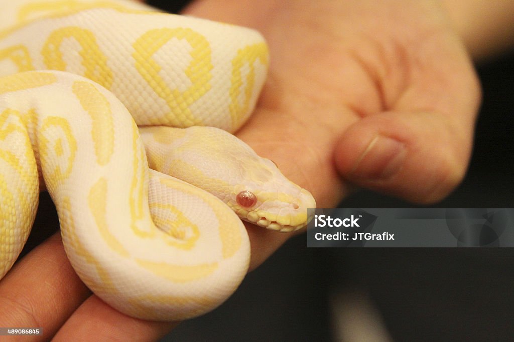 Lavender Ball Python Adult Lavender Albino Ball Python Königspython Lavender Albino