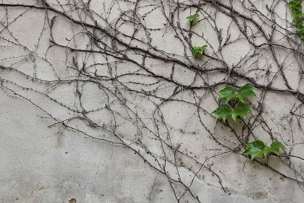 istock Old grey stucco wall covered with dry and green ivy 489087406