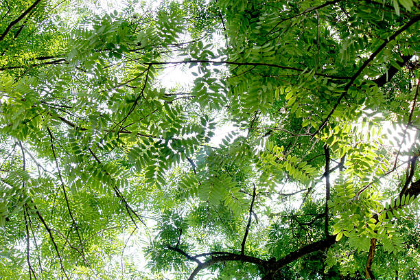 istock Twigs Glow in the dark. 489087557