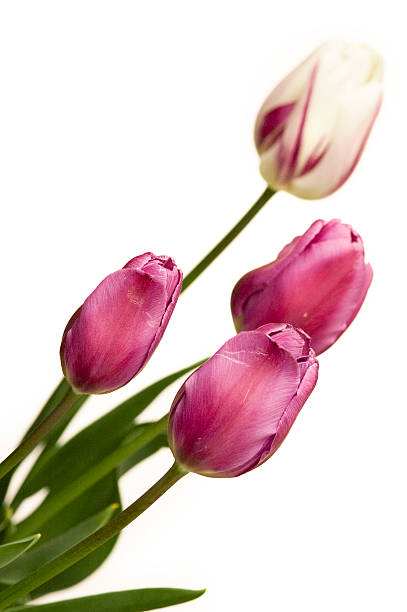 tulips on an angel stock photo