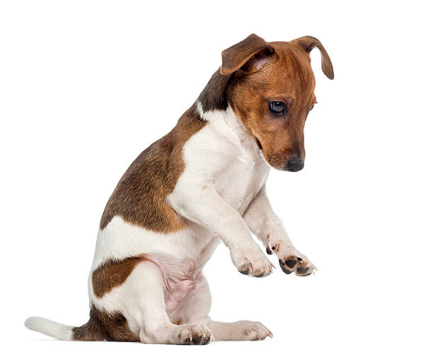 istock Jack Russell Terrier puppy on hind legs (3 months old) 489088549