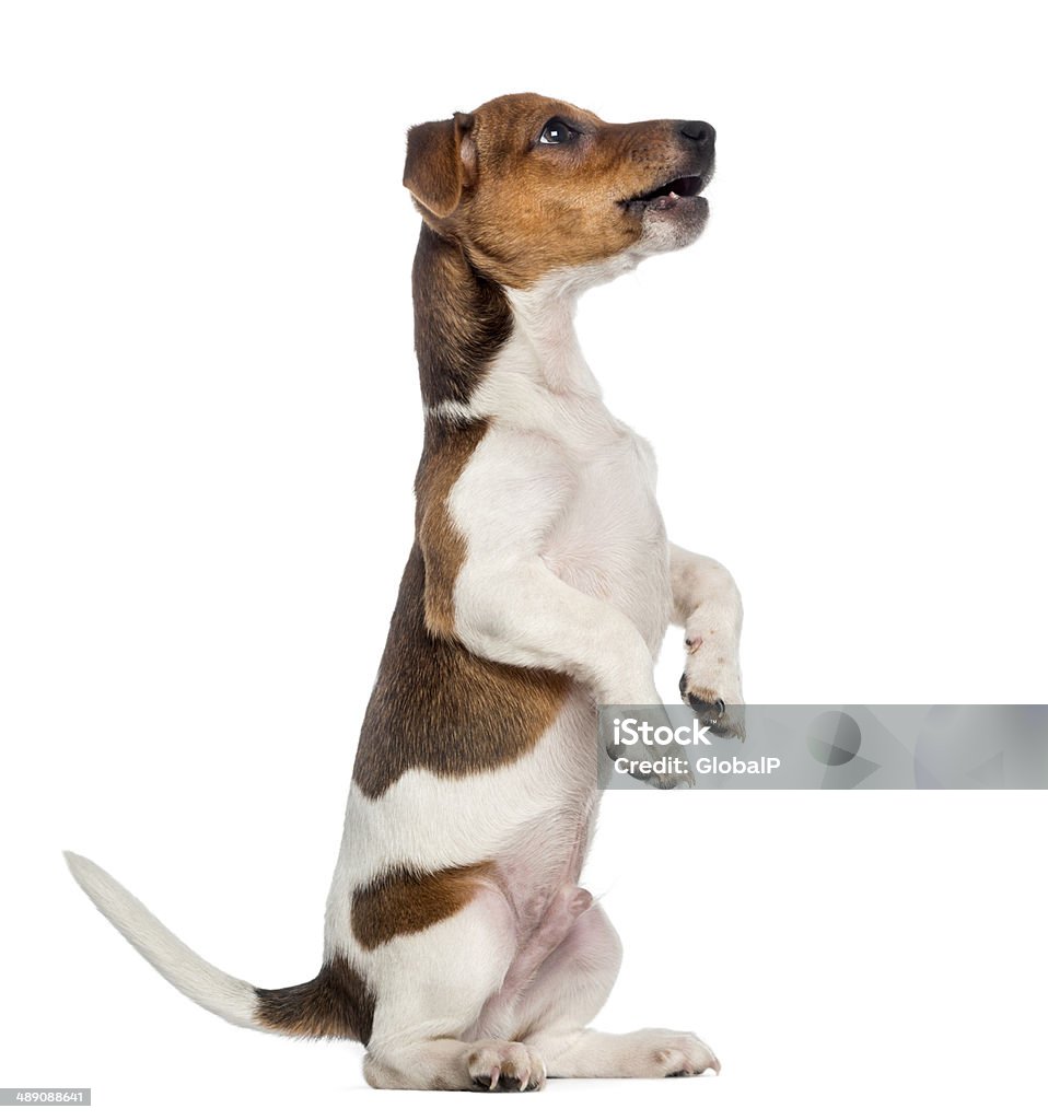 Jack Russell Terrier puppy sitting pretty (3 months old) Dog Stock Photo