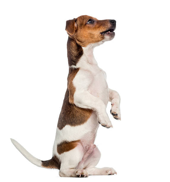 Jack Russell Terrier puppy sitting pretty (3 months old) Jack Russell Terrier puppy sitting pretty (3 months old) begging animal behavior stock pictures, royalty-free photos & images