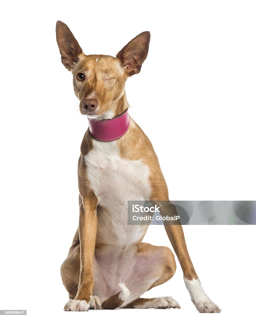 Um olho Galgo de Ibiza (2 anos de idade) - Royalty-free Figura para recortar Foto de stock