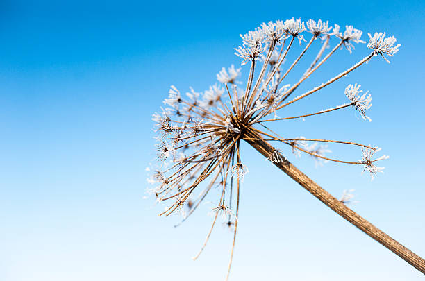 istock Winter wild grasses against the blue sky, macro image 489089932