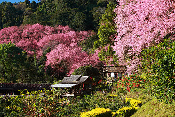 istock Landscape of Wild Himalayan Cherry Tree  blossom 489090484