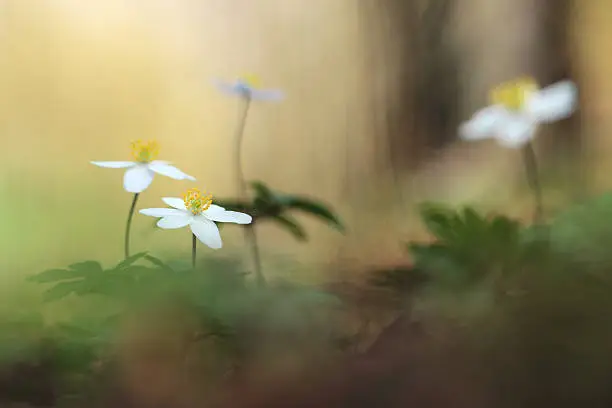 wood anemone in forest