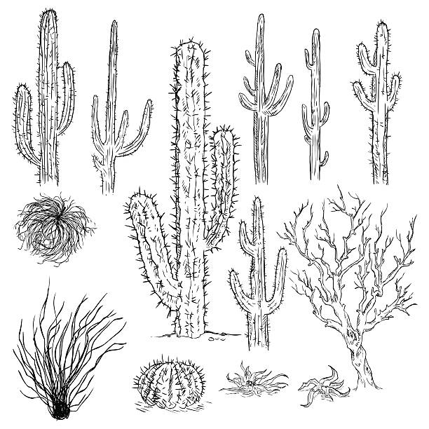 ilustrações, clipart, desenhos animados e ícones de vector conjunto de esboço cactuses e plantas - national wildlife reserve illustrations