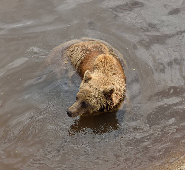 istock Young brown bear (Ursus arctos) swims in lake 489110820