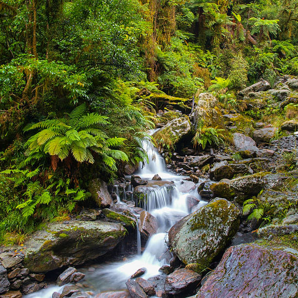 istock Waterfall in New zealand rain forest 489110948