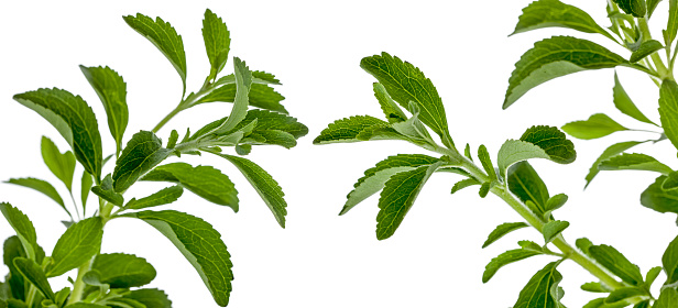 Stevia planta de edulcorante photo